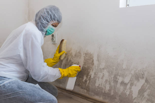 Best Commercial Mold Removal  in Novi, MI