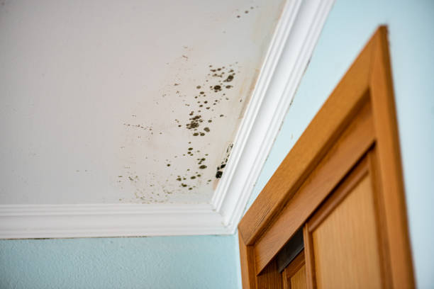 Best Toxic Mold Removal  in Novi, MI