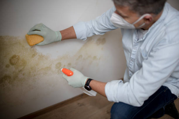 Best Residential Mold Removal  in Novi, MI