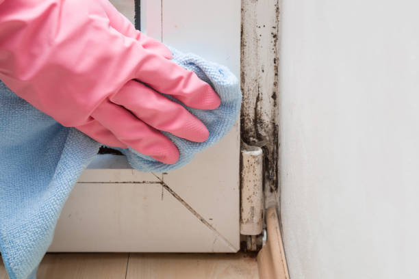 Best Crawl Space Mold Removal  in Novi, MI