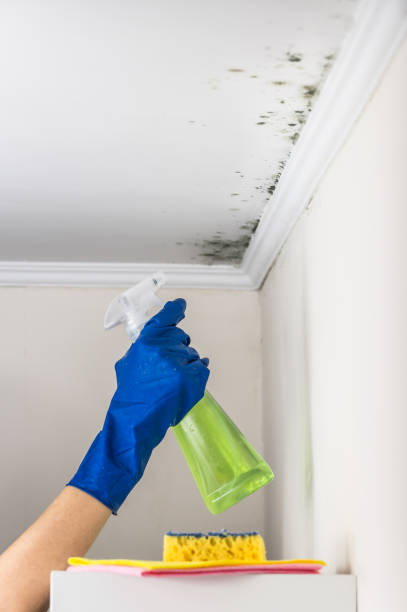 Best Mold Damage Repair  in Novi, MI
